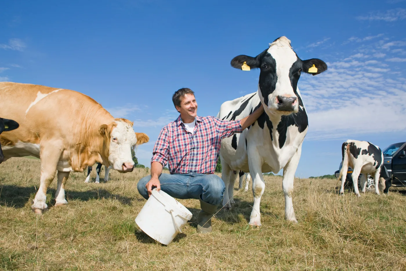 Polska produkuje coraz więcej mleka, jaj i drobiu. Rośnie wydajność krów mlecznych i kur niosek. Jest jednak jeden sygnał alarmowy.