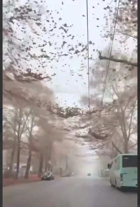 Siatki antydronowe nad ulicami ukraińskiego Chersonia