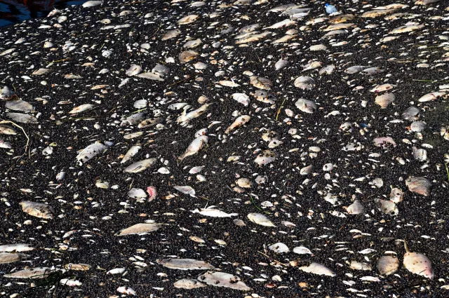 Naukowiec ws. Odry: Nie korzystamy ze zdobyczy nauki, żeby zarządzać tą katastrofą w odpowiedni sposób