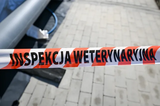 Zaraźliwa i niebezpieczna choroba u kolejnych sąsiadów Polski. Resort rolnictwa zwołuje sztab kryzysowy