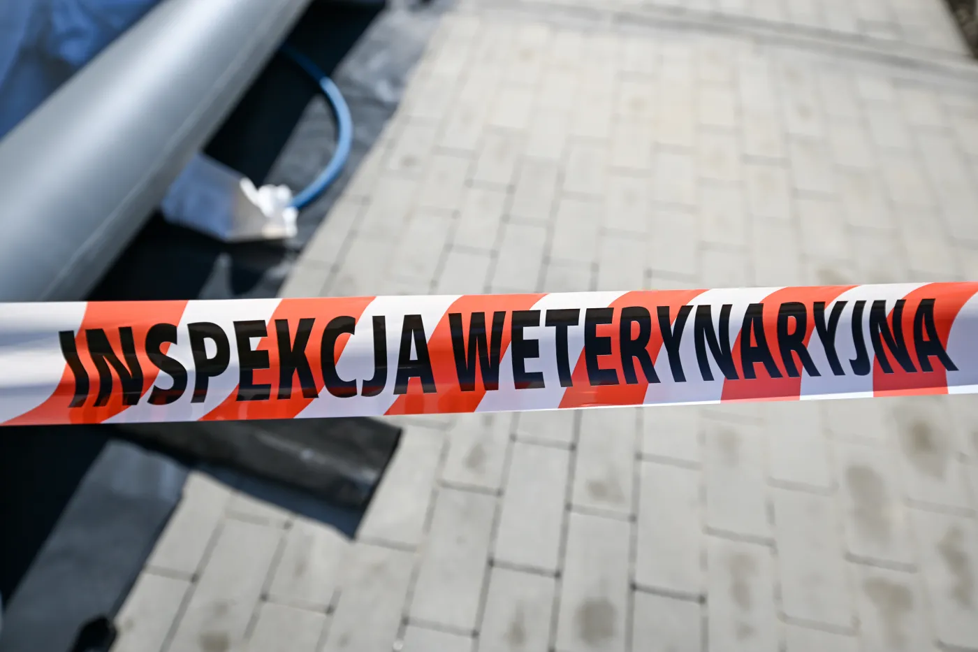 Zaraźliwa i niebezpieczna choroba u kolejnych sąsiadów Polski. Resort rolnictwa zwołuje sztab kryzysowy