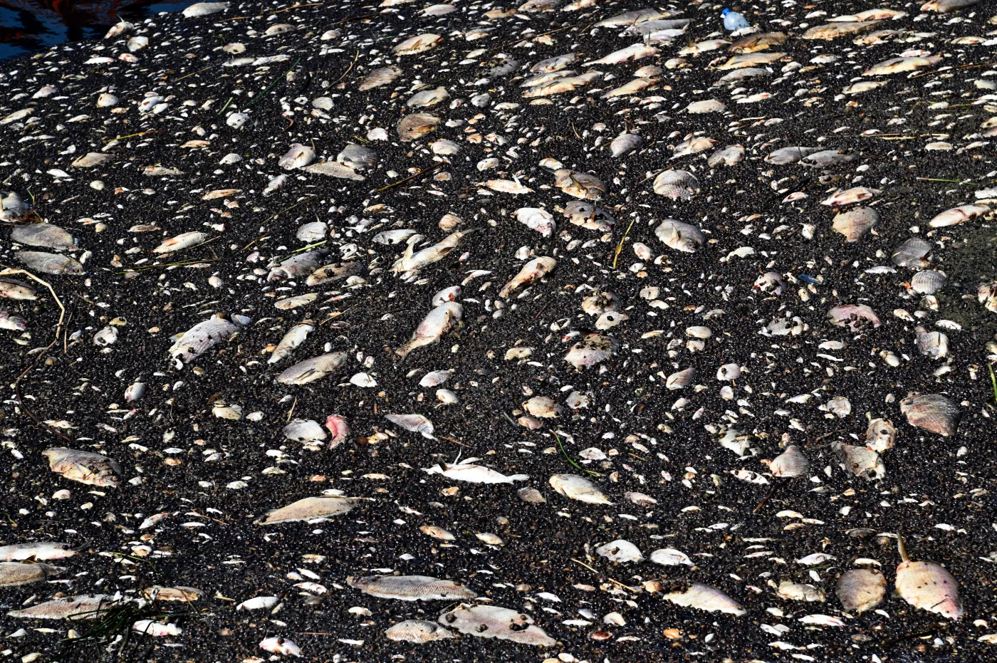 Naukowiec ws. Odry: Nie korzystamy ze zdobyczy nauki, żeby zarządzać tą katastrofą w odpowiedni sposób