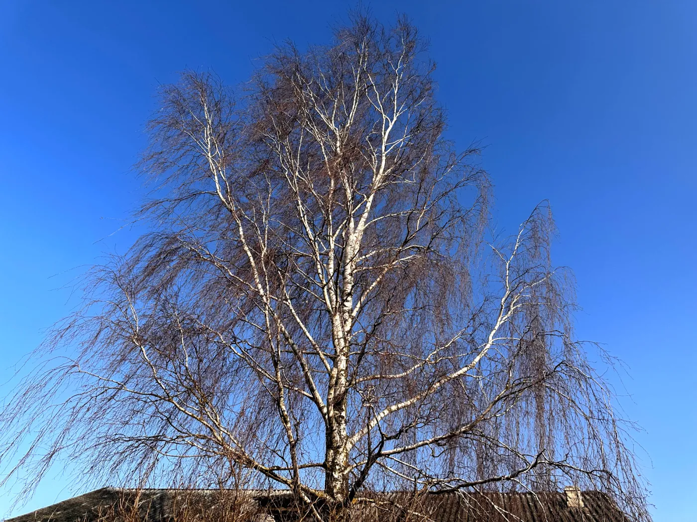 Czy można wyciąć brzozę bez zezwolenia w 2025? Jaka kara za wycięcie drzewa bez pozwolenia?