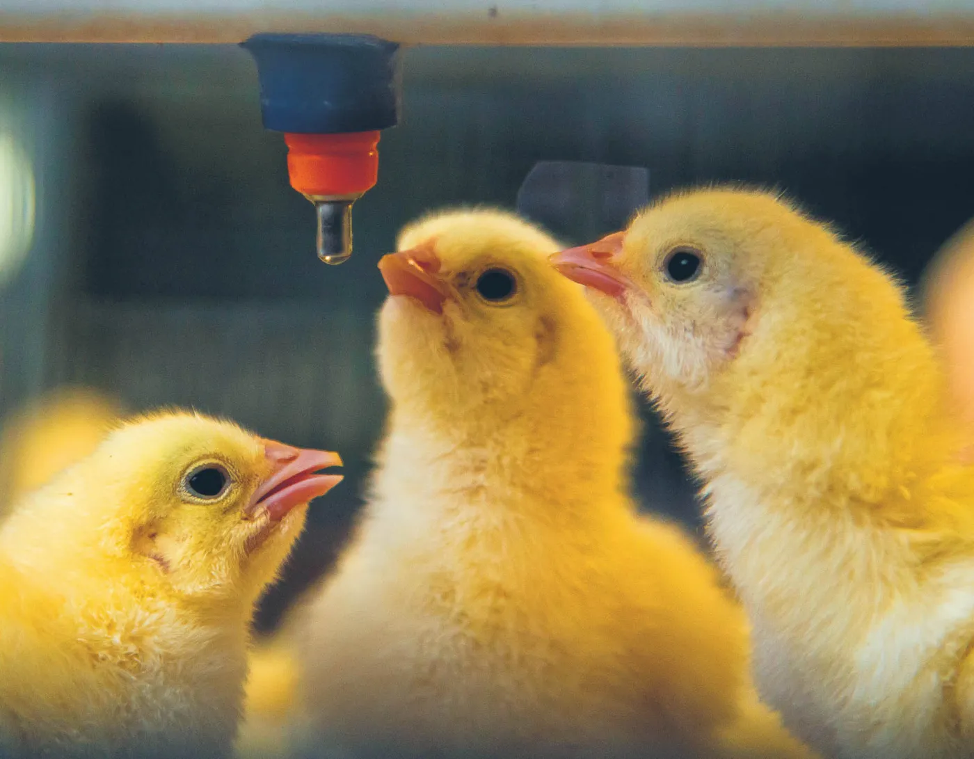 Zwierzęta hodowlane też mają swoje prawa. Przełomowy wyrok ws. uśmiercania kurcząt