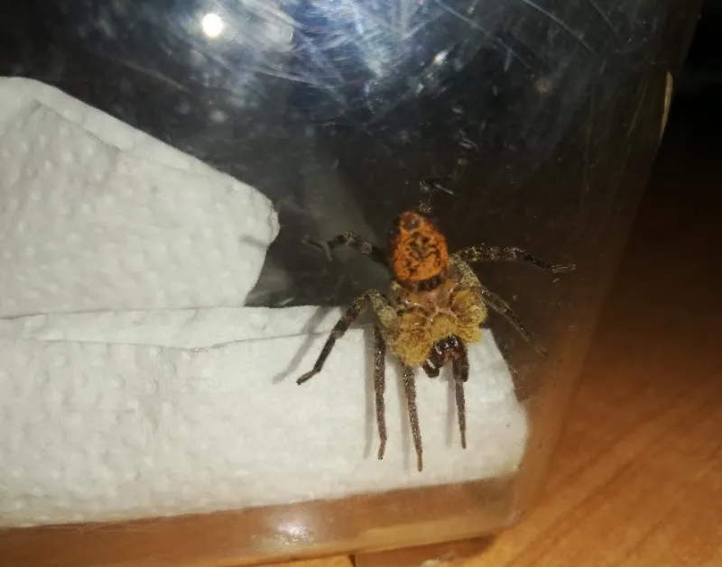 Jadowity pająk na lotnisku Chopina w Warszawie. Specjaliści: Jest to Nosferatu