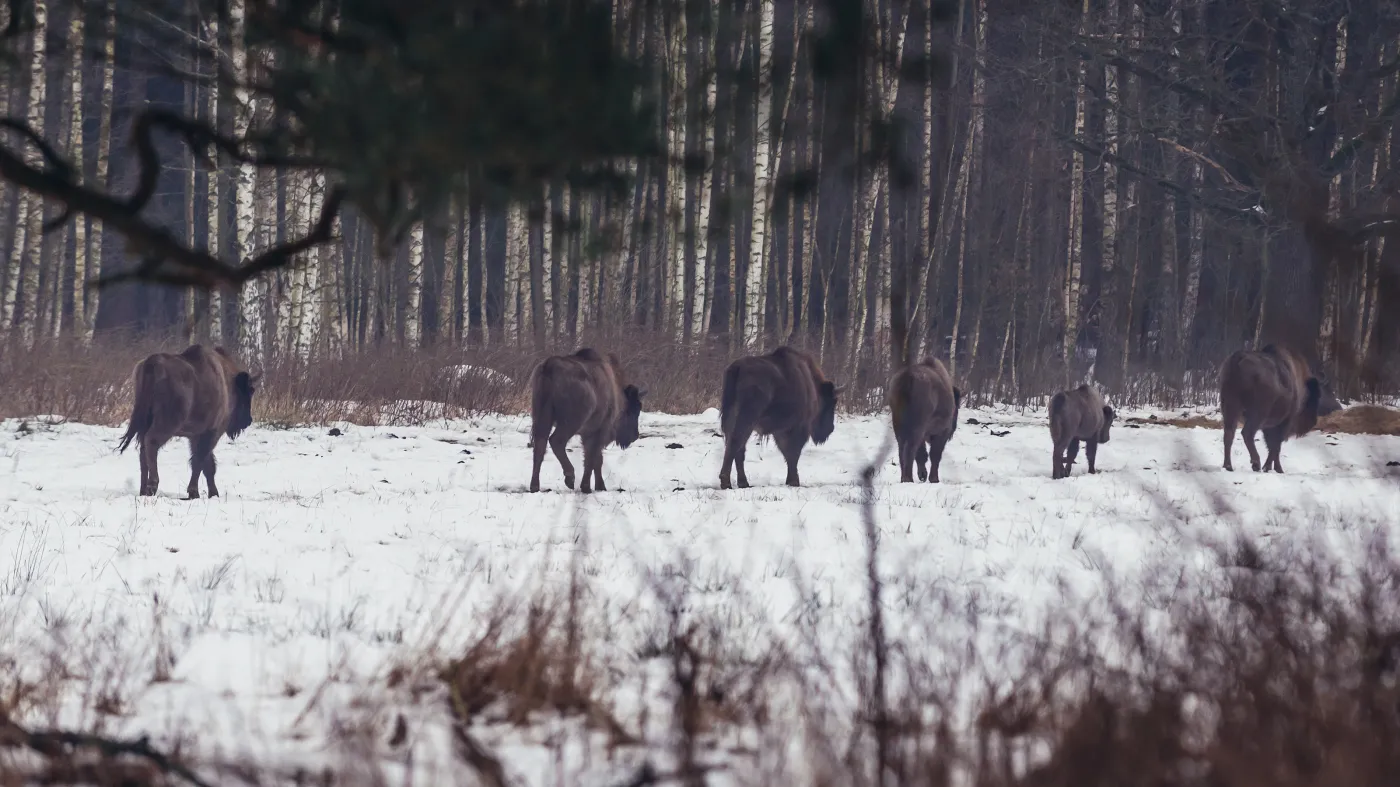 Wolnościowe stado żubrów żubry Białowieża Puszcza Białowieska Podlasie