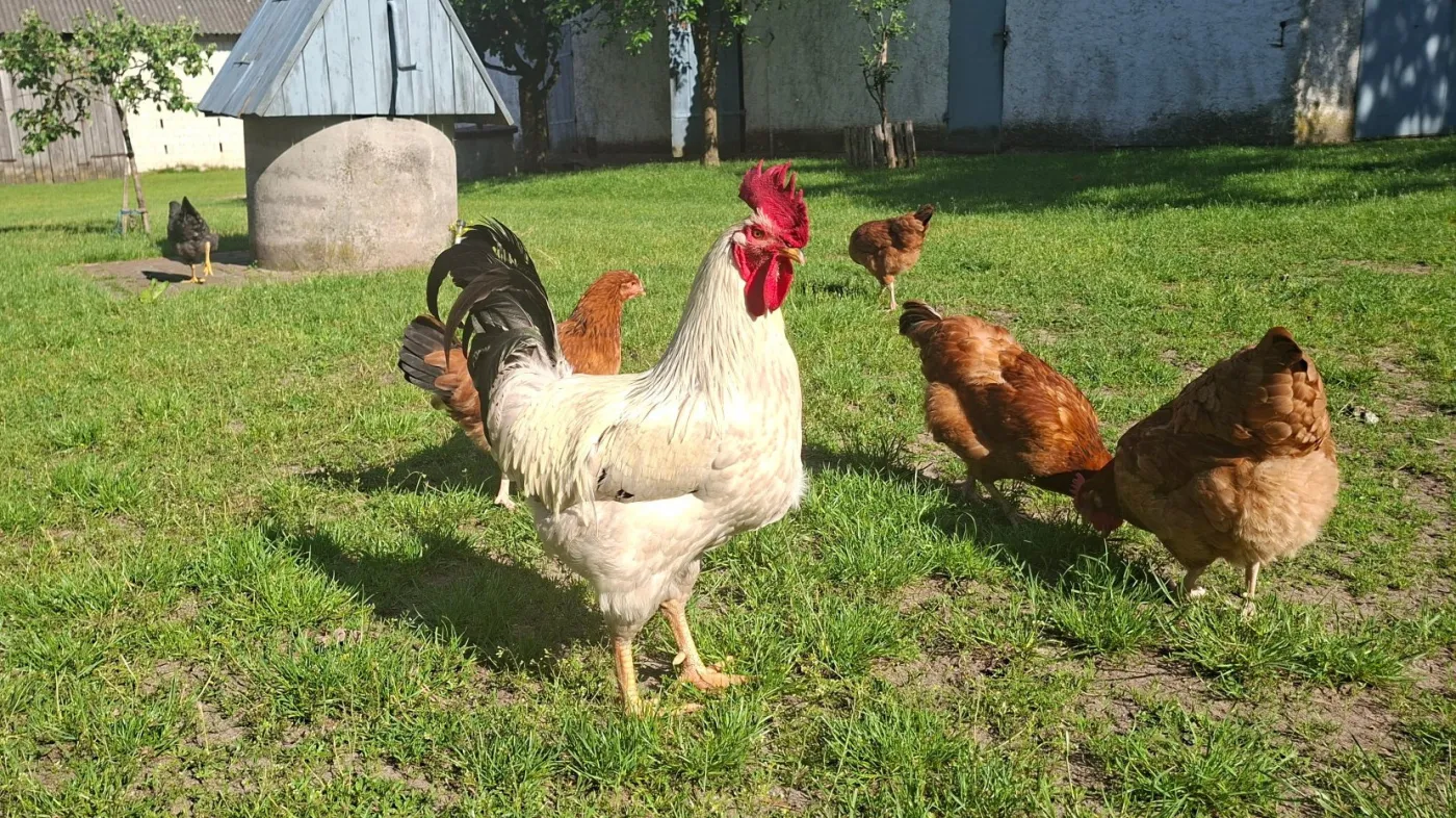 kupno domu oświadczenie kury wieś miasto rolnik