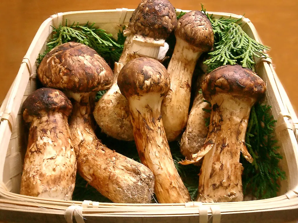 851463-1024px-matsutake.jpg