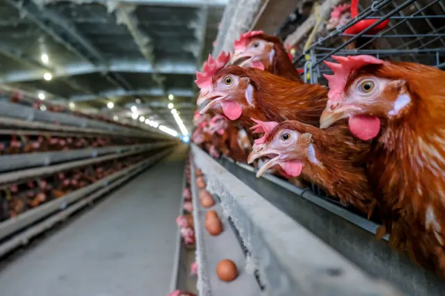 Rząd boi się pryszczycy. Możliwe kolejne ograniczenia na przejściach granicznych