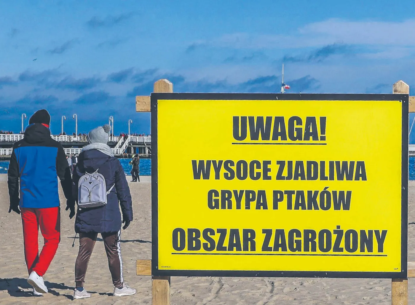 Niskie temperatury i wysoka wilgotność sprzyjają zarażaniu się od dzikiego ptactwa i szybkiej transmisji wirusa