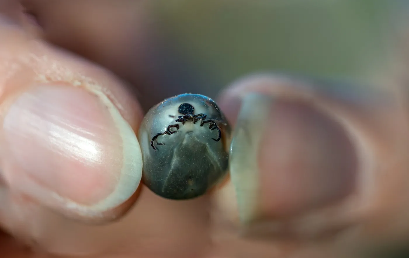 Kleszcze Hyalomma są już w Polsce. Naukowcy publikują mapę 