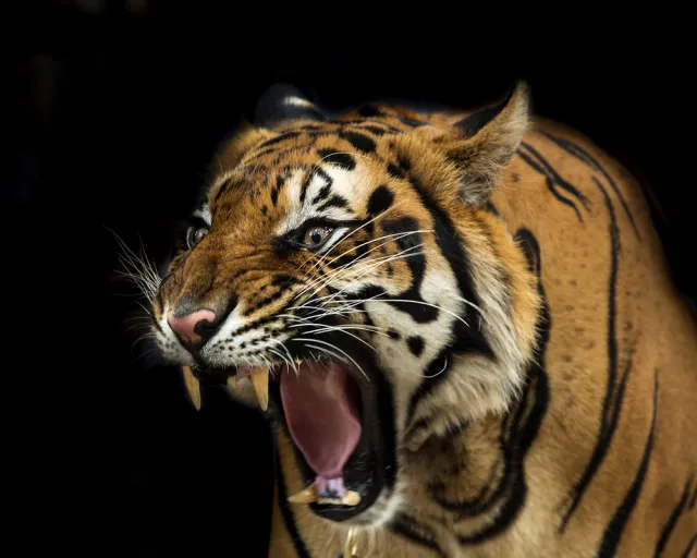 Pumy, tygrysy i lamparty. Policja przeszukuje hodowlę zwierząt egzotycznych pod Śremem