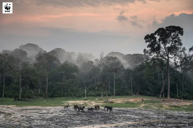 Tak wymiera Ziemia. Raport WWF pokazuje katastrofalne skutki destrukcji środowiska przez człowieka
