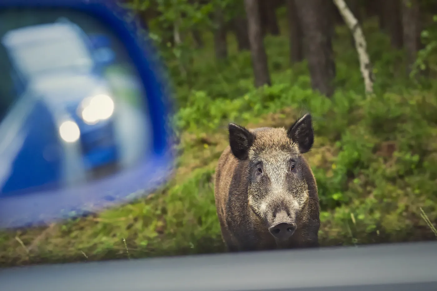 Kto ma płacić za pomoc dzikim zwierzętom? Miasto wygrywa w sądzie ze Skarbem Państwa