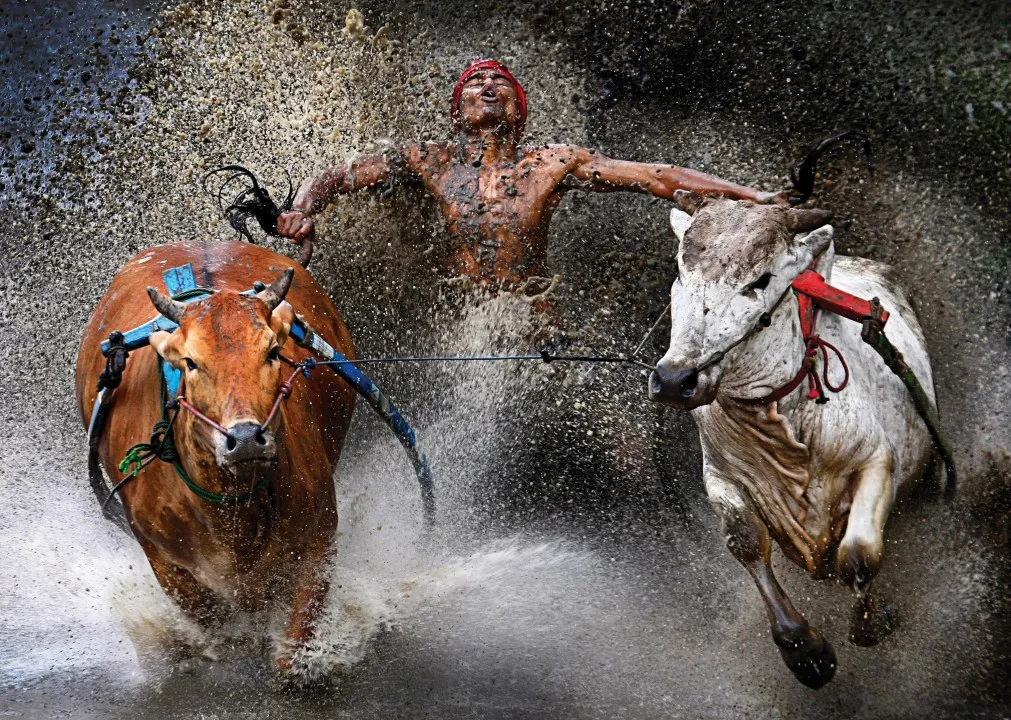 1209343-20120212-bull-race-s.jpg