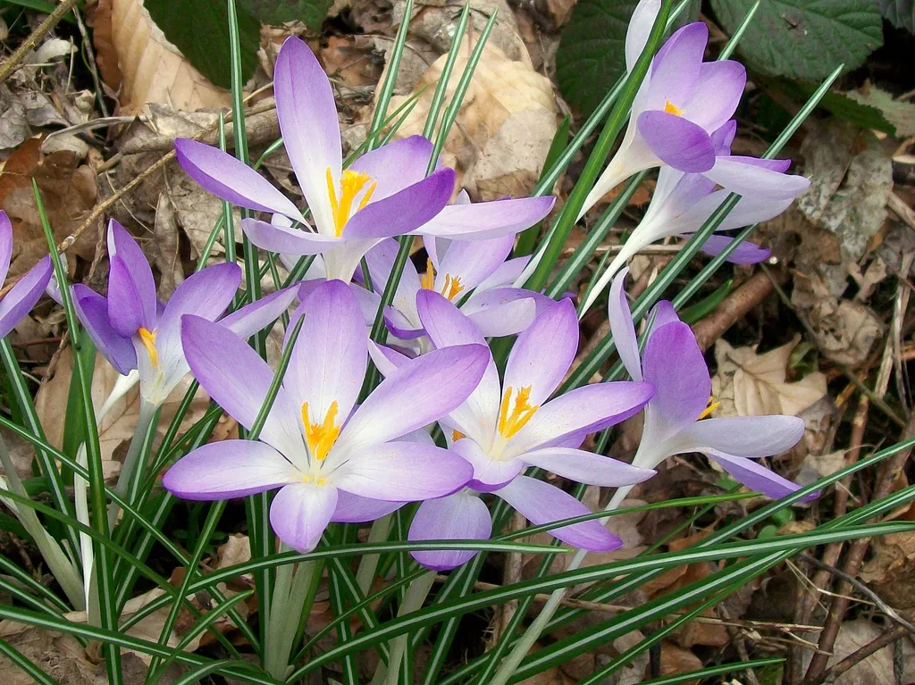 Krokusy 