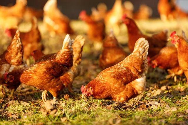 Rzekomy pomór drobiu w Polsce. Minister Siekierski reaguje pilnym rozporządzeniem