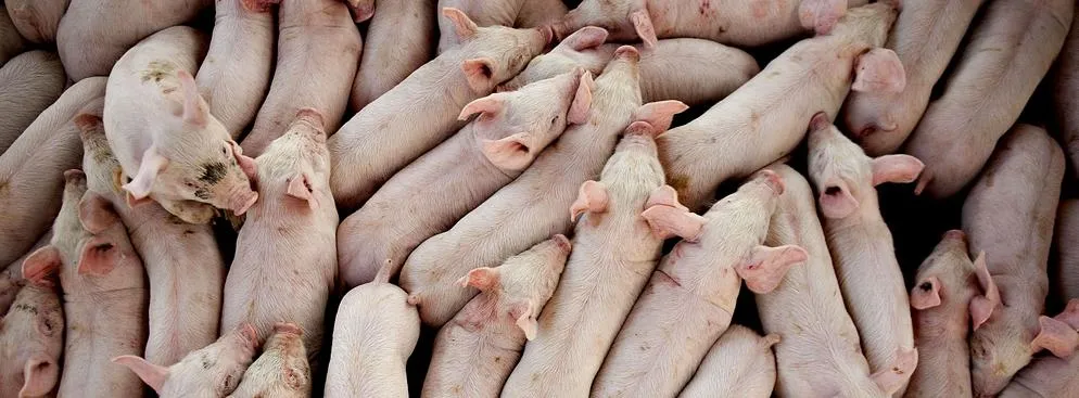 Strawn, Illinois (USA). Transport świń do lokalnego supermarketu.