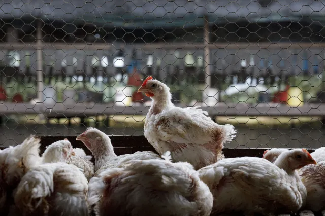 Minister rolnictwa dla DGP: Embarga na polski drób na pewno nie będzie. „Byli u nas kontrolerzy z Brukseli”