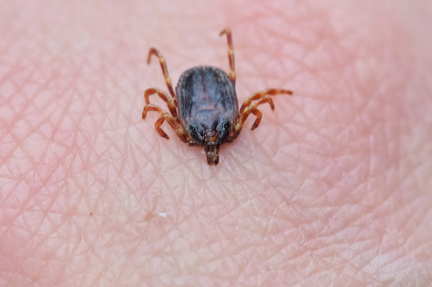 Kleszcz Hyalomma na dłoni