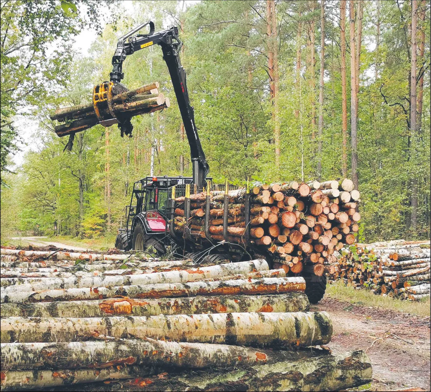 Spór wokół kontroli nad Lasami Państwowymi. Kiedy społeczeństwo będzie mogło skarżyć PUL-e do sądu?