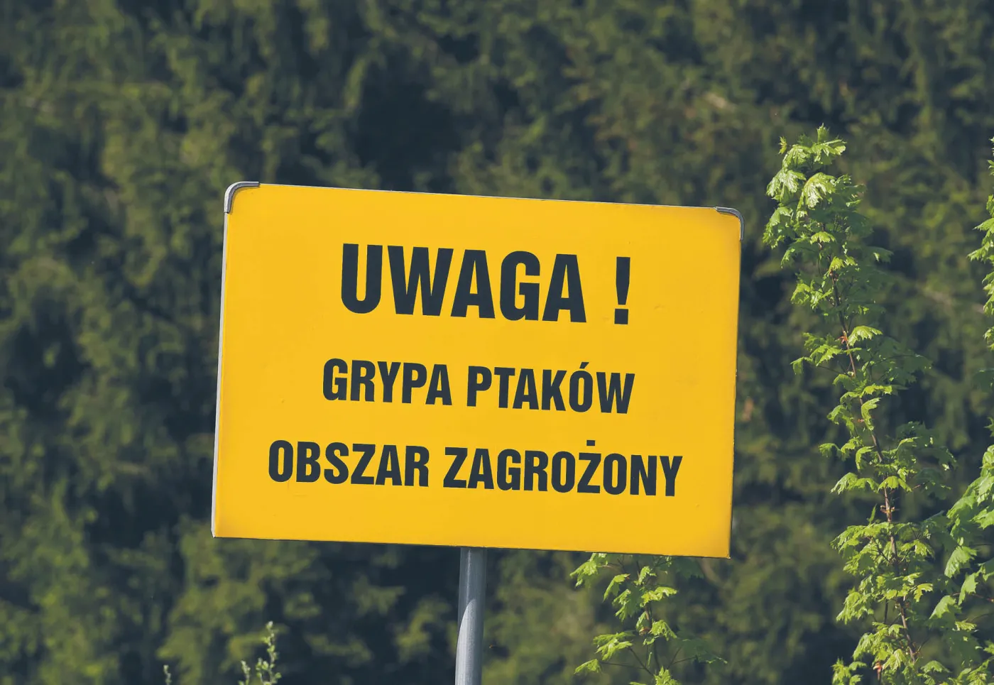 Zaraza wygasa, drobiarze liczą straty