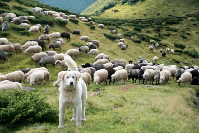 Pies a koszty uzyskania przychodów. Czy wydatki na czworonoga można do nich zaliczyć?