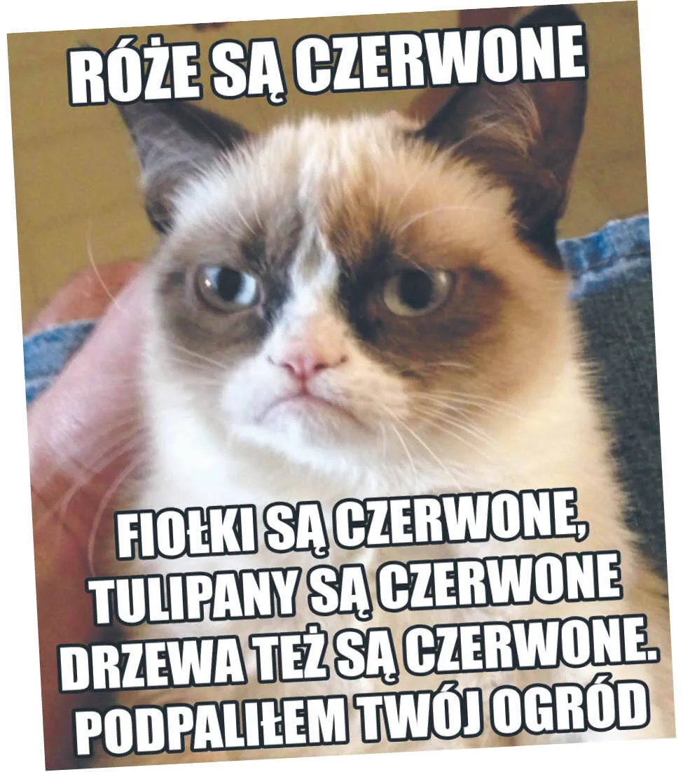 f9aab5b0-1afb-4f3c-900d-7d2046de4238-u748d9-grumpy-cat-meme-4(c)(p)-37376643.jpg