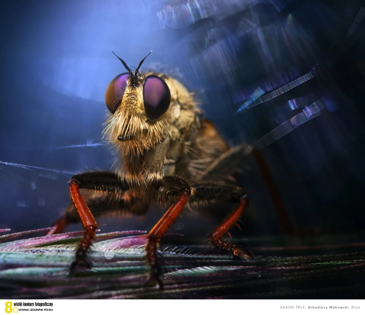 GRANDPRIX - Arkadiusz Makowski ,,Elvis’’  Fotografia powstała późnym wieczorem.  Było cicho i chłodno, byliśmy tylko  ja i Elvis, czyli łowik. Wyglądał staro. Zmęczony, ledwo się poruszał, mimo  iż jupitery nadal świeciły, a scena był jakby nowa. Coś przemija, a coś zostaje. Elvisem bywa każdy.