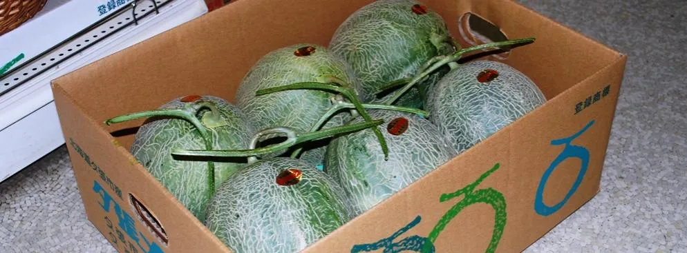 851282-yubari-melons-in-the-cardboard-box.jpg