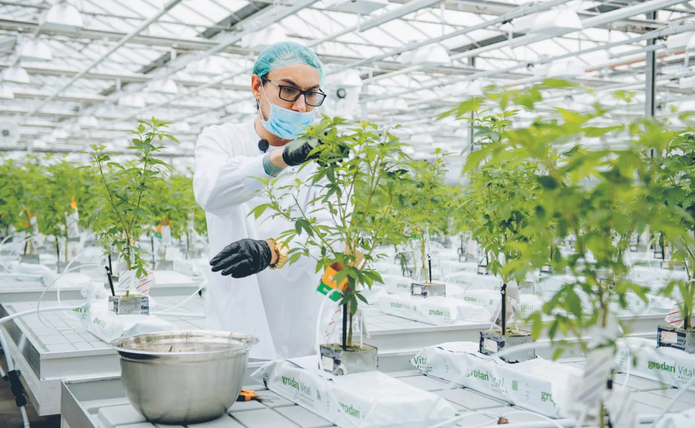 Popyt na marihuanę większy niż możliwości dostawcy