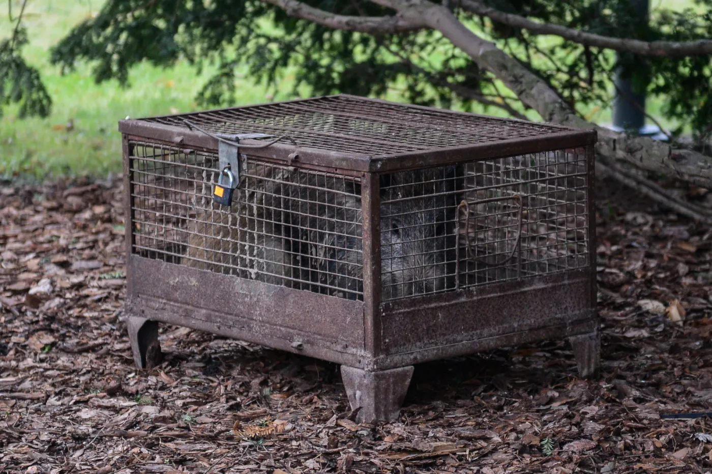 Dzik przywieziony przez strajkujacych górników