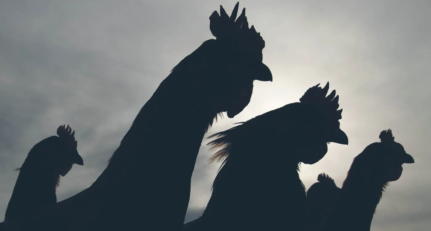 Walka kurczaków o chińskiego klienta