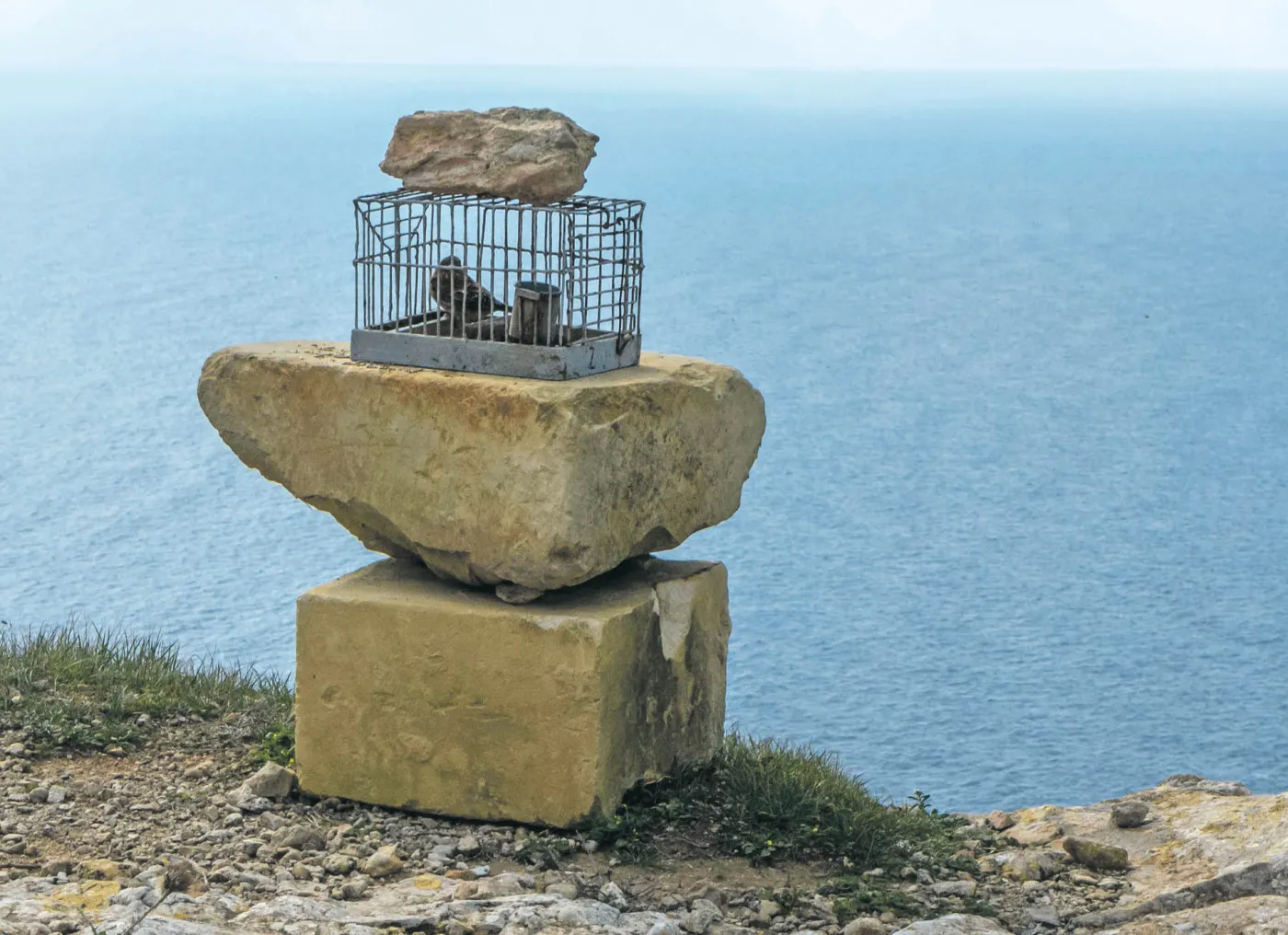 Żywy ptak wabik trzymany w klatce przez myśliwych z maltańskiej wyspy Gozo