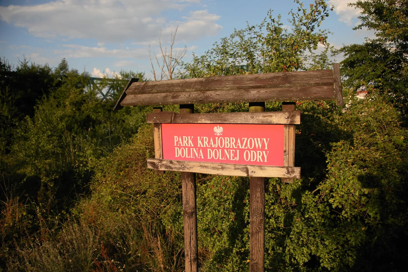 Katastrofa ekologiczna na Odrze