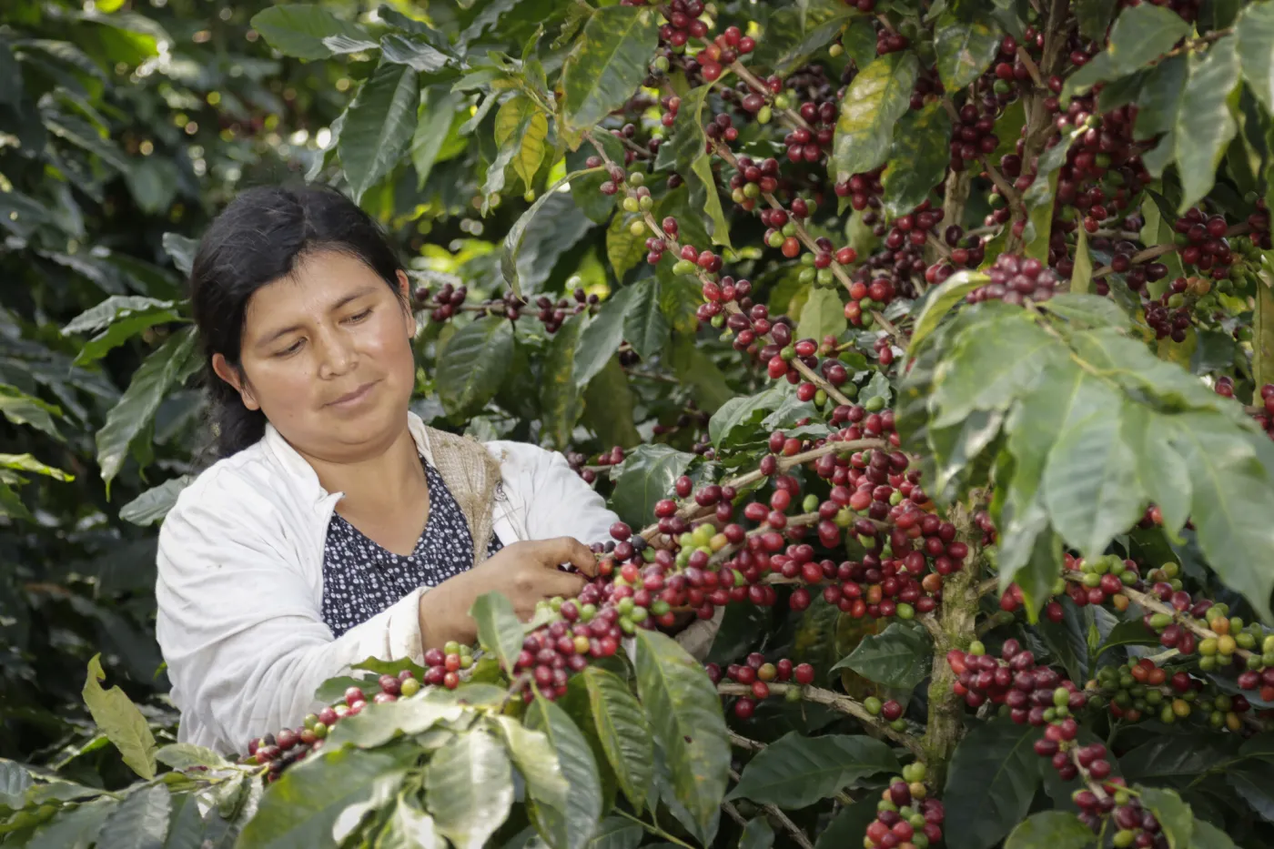kawa fairtrade