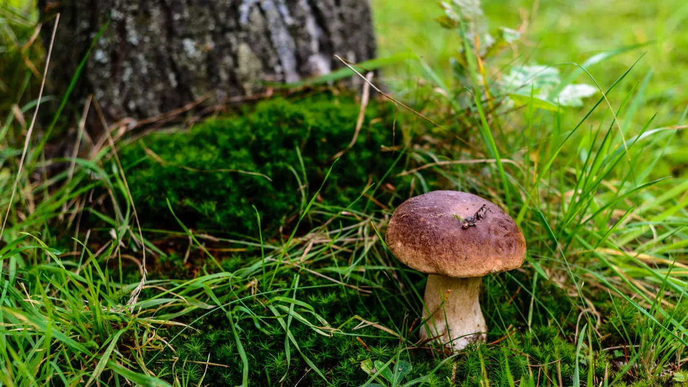 Po ulewach ruszy wysyp grzybów? Ekspert wskazuje najlepszy moment na zbiory