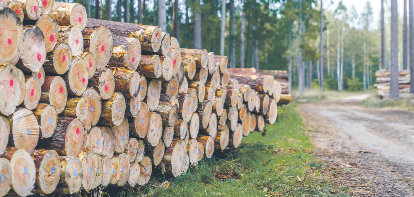Lasy Państwowe twierdzą, że PUL., na podstawie którego dokonuje się wycinki, to dokument wewnętrzny