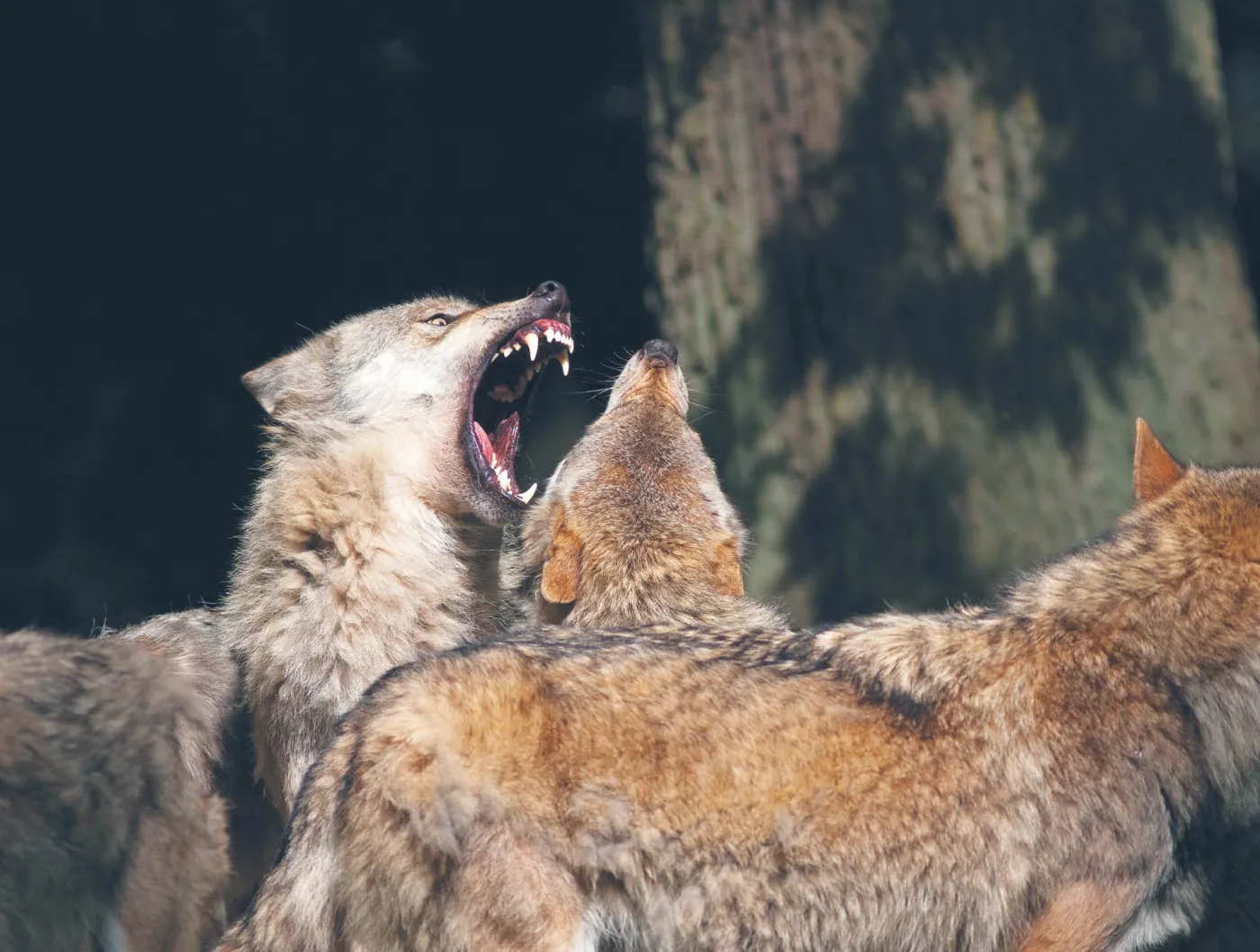 Każdy chce być samcem alfa