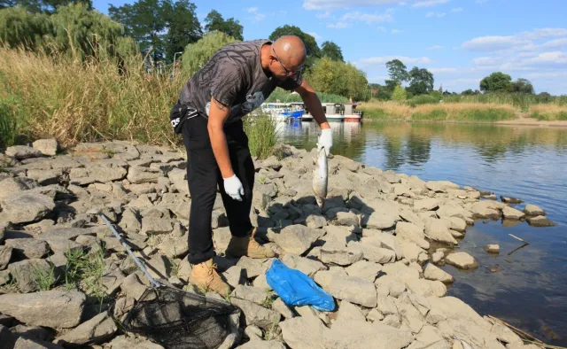 Skażenie Odry: Polskie próbki jeszcze nie zbadane, Niemcy mówią o rtęci. Eksperci: Bomba biologiczna
