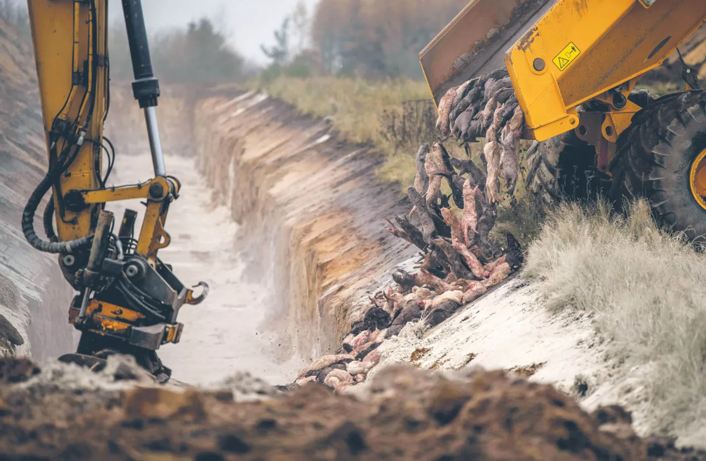 Śmiertelny problem branży futrzarskiej