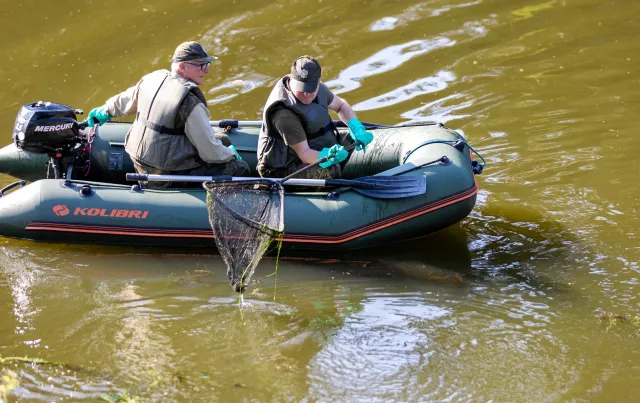 1,5 mln ton martwych ryb. Złota alga nie zginęła