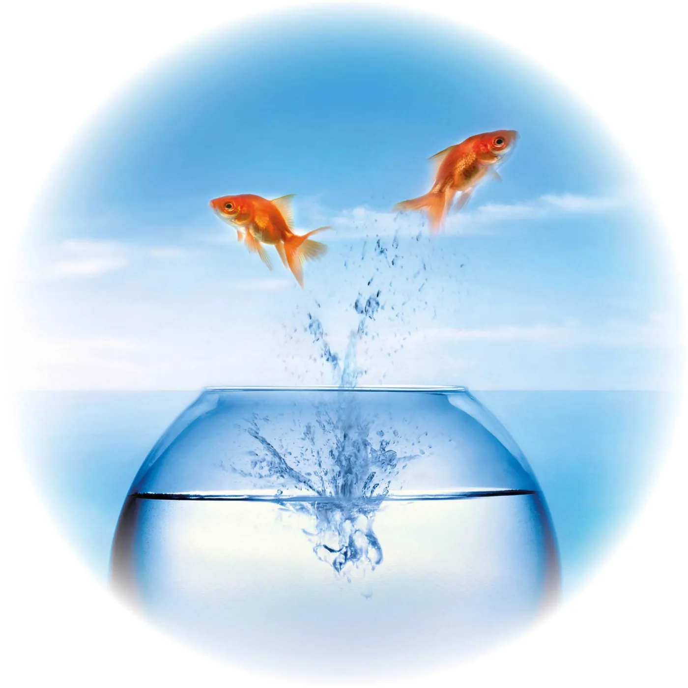 An array of opportunities for Polish companies