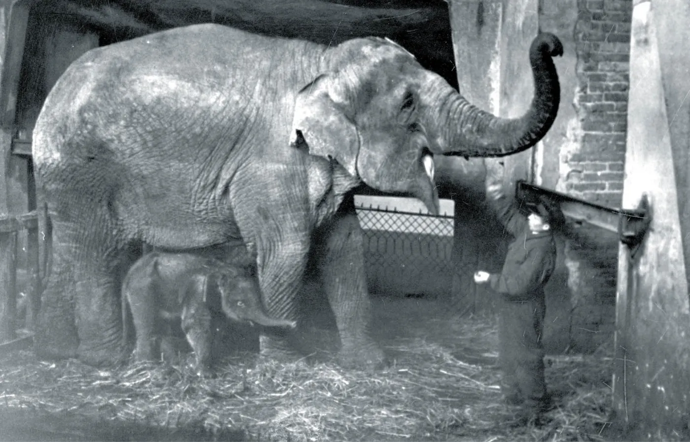 Nienawiść nie miała szans. Wojenna historia w warszawskim zoo