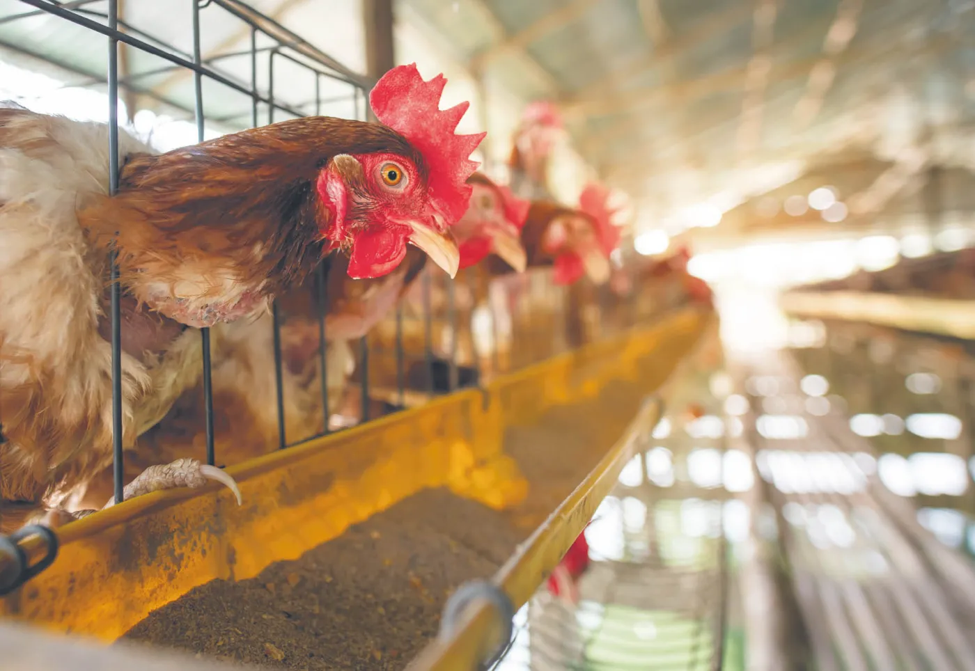 Pandemia zatrzymała eksport drobiu