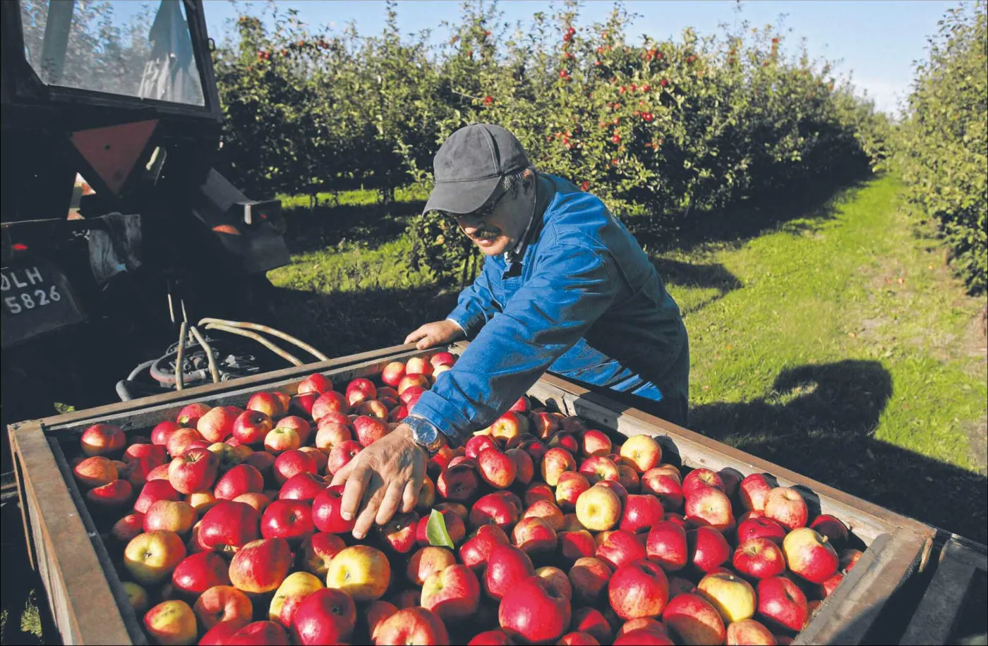Jabłka już są najdroższe od lat, a ich ceny mogą dalej rosnąć