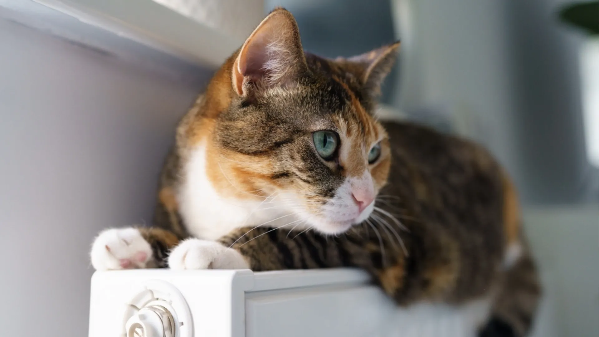 Wścieklizna na Lubelszczyźnie. Zakażony kot pogryzł właściciela. Służby wyznaczają strefę zagrożenia