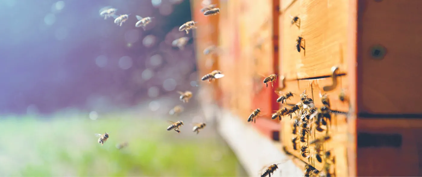 Ściśle tajna sprawa pszczół