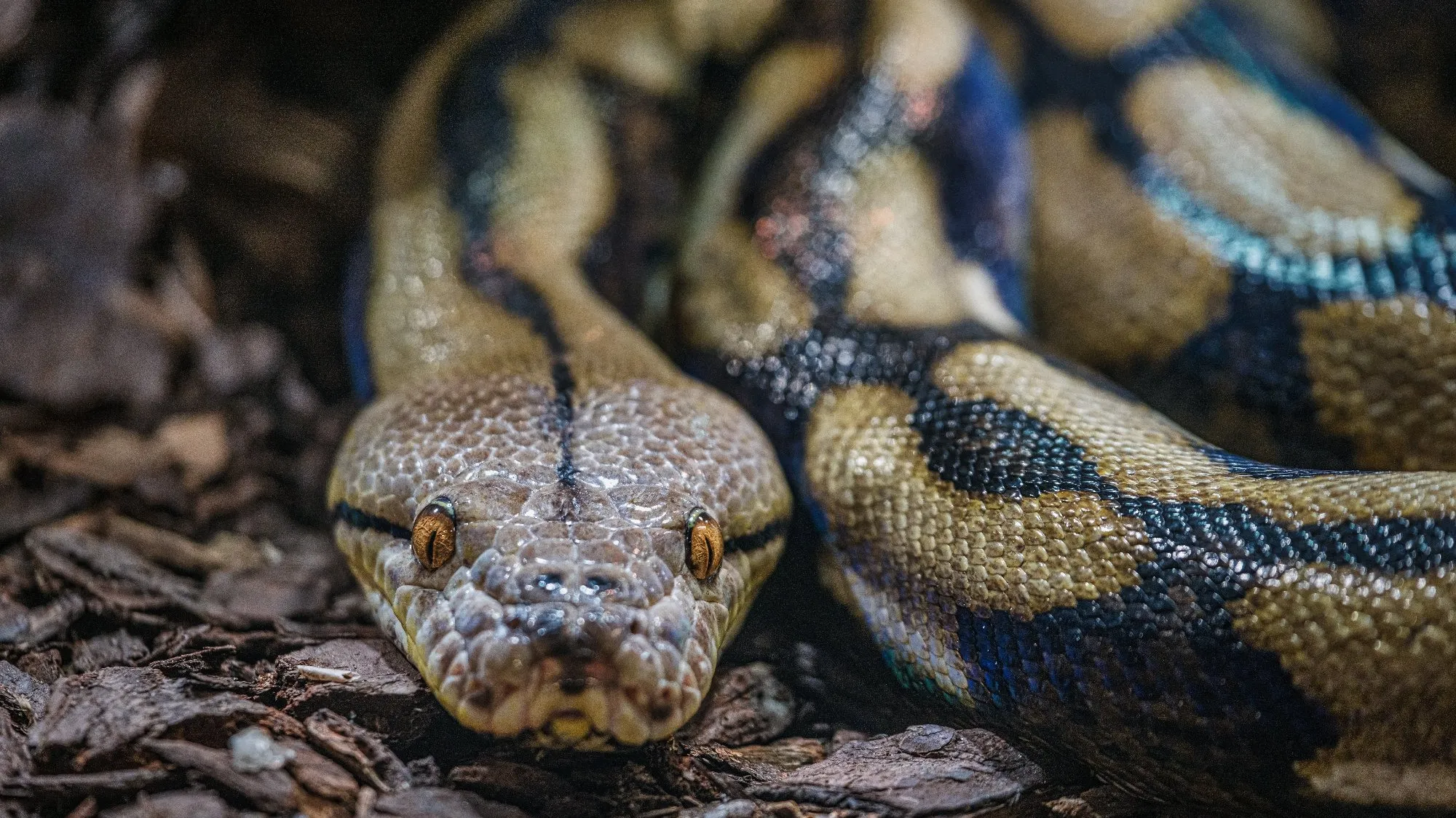 Pyton uciekł z terrarium i wywołał pożar w szkole. Zniszczone 8 sal lekcyjnych