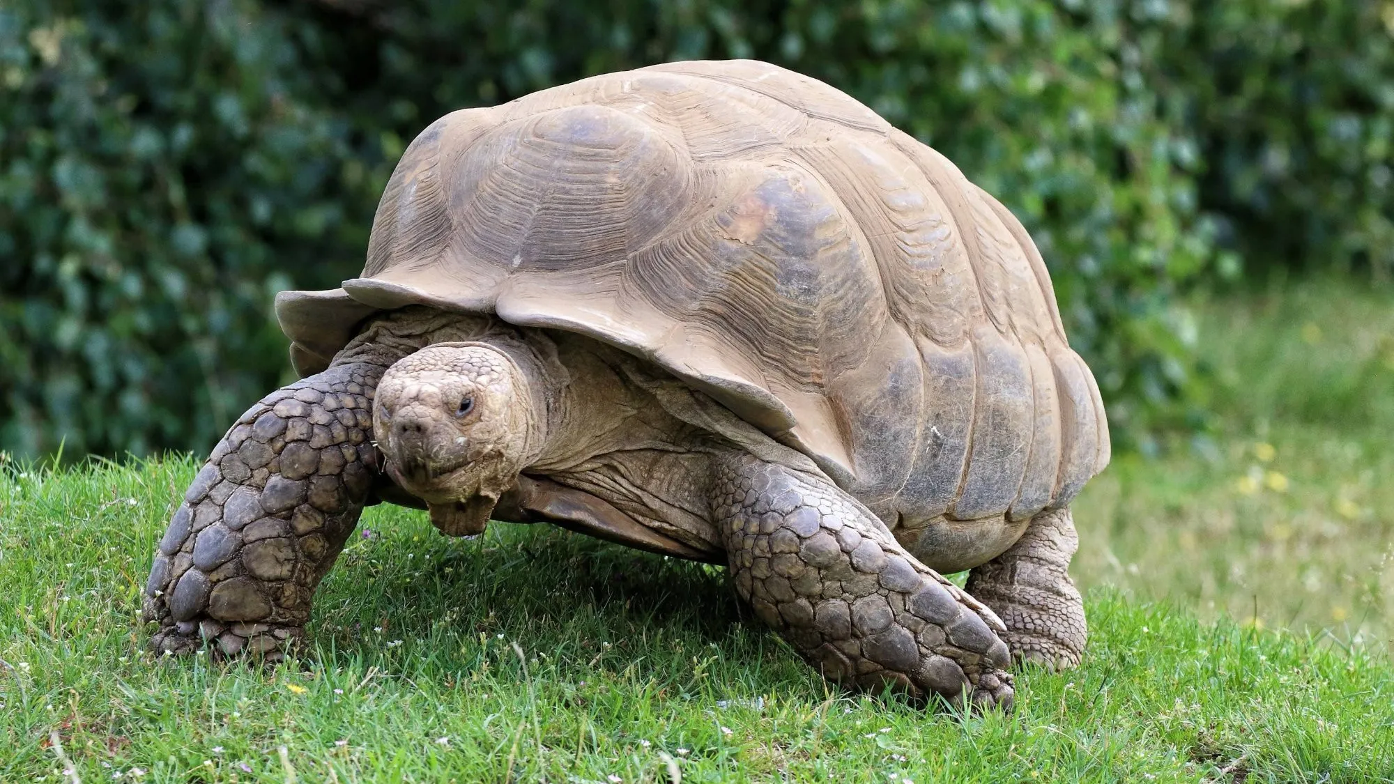 Pamięta czasy Darwina, a jego komórki nie chcą się starzeć. Naukowcy zbadali DNA 194-letniego żółwia